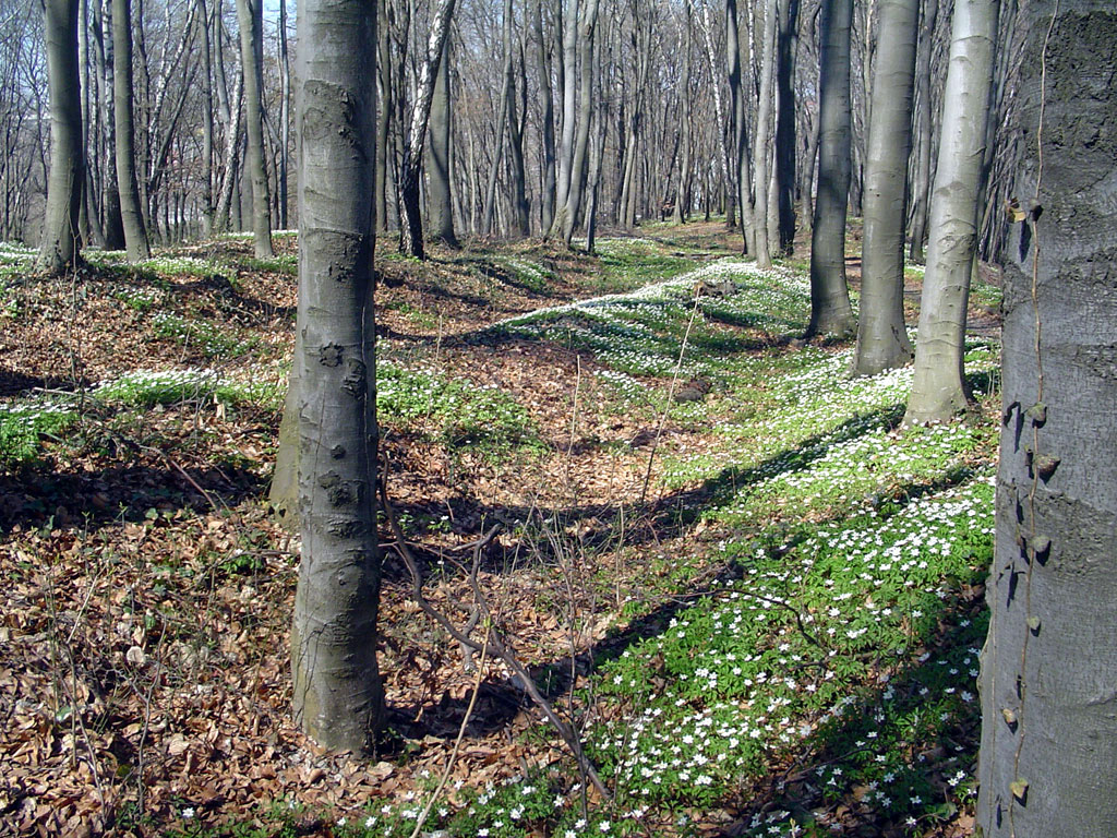 Lysynychi - possible mass graves