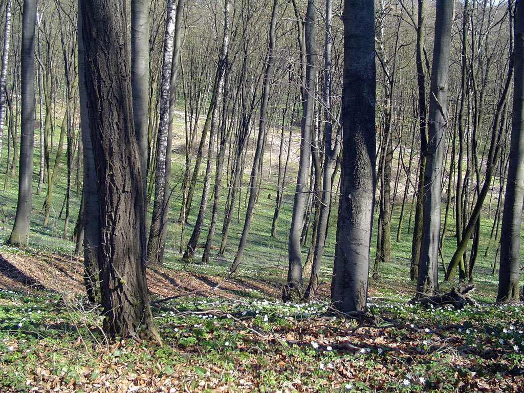 Lysynychi - view down to the former camp