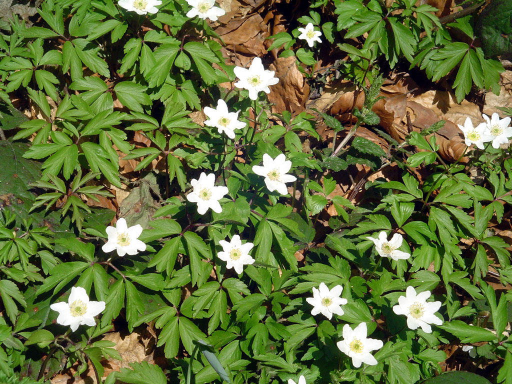 Lysynychi - small white flowers