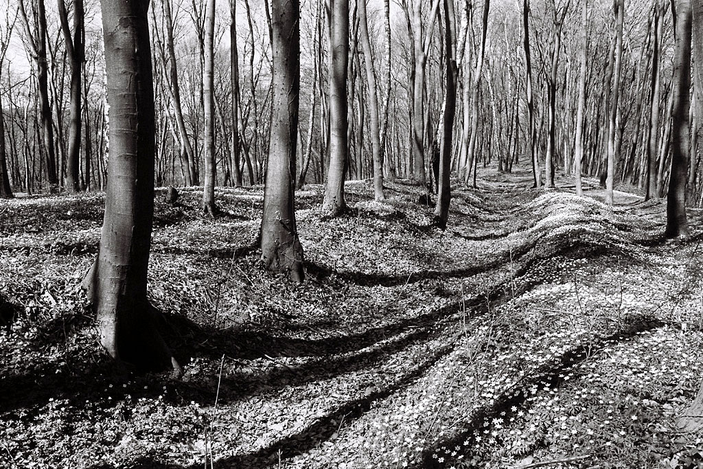 Lysynychi - mass grave site