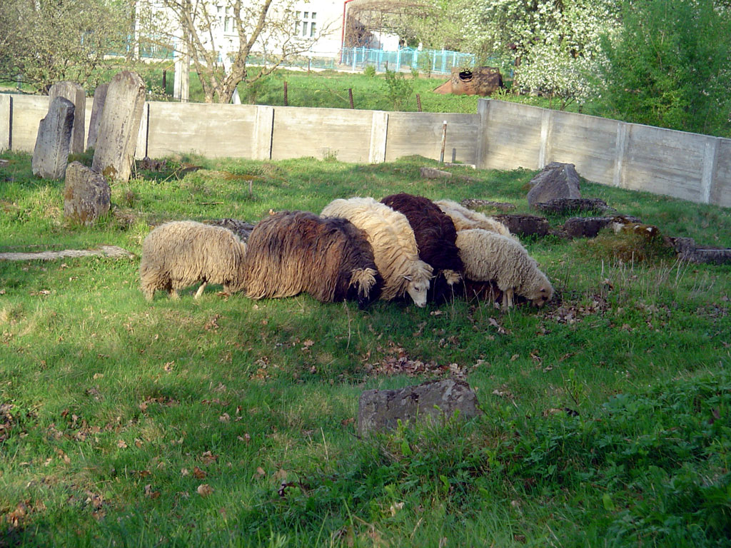 Bolechiv - Jewish cemetery