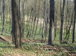 The forest of Lysynychi - an unknown number of people were murdered here. Nothing commemorates them.