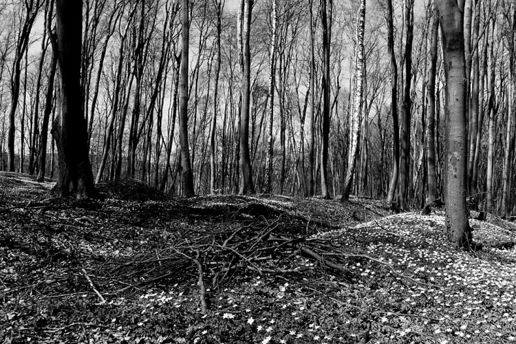Lviv (Lwow, Lemberg), unmarked mass graves in the forest of Lysynychi,  April 2013