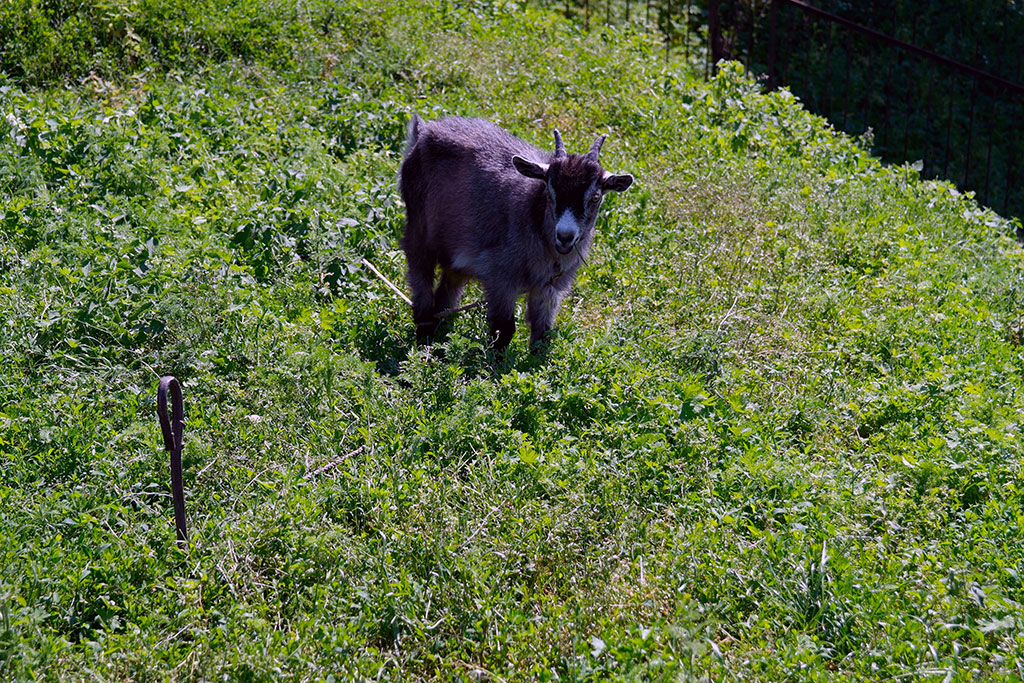Belz - old Jewish Cemetery