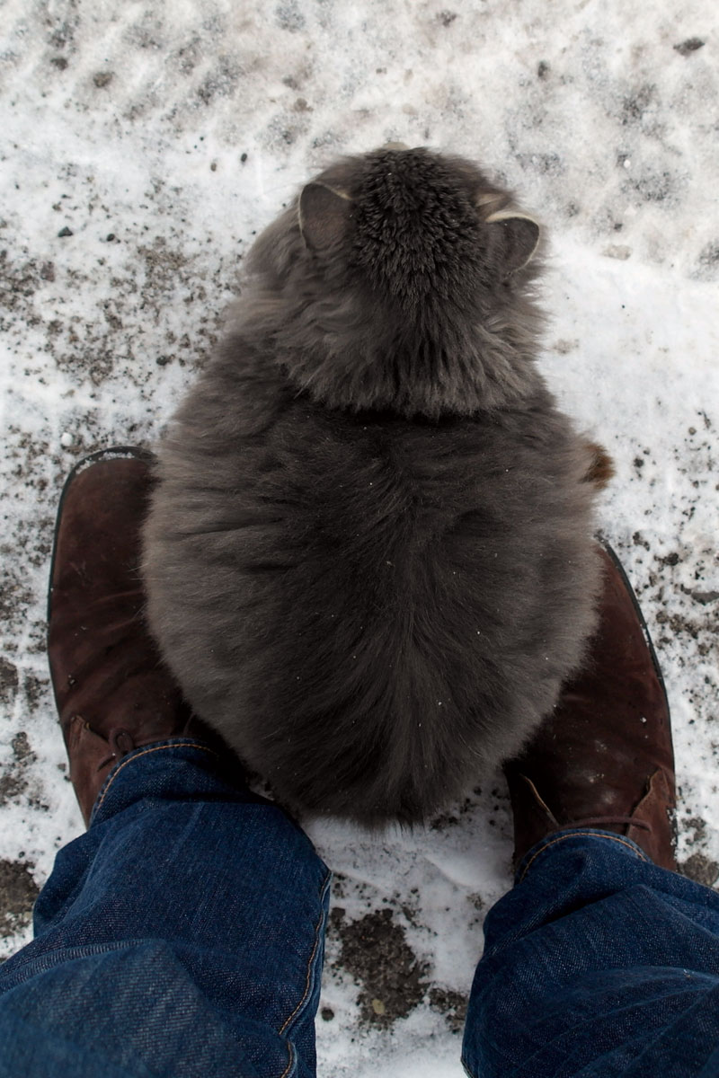 A warming cat on my shoes