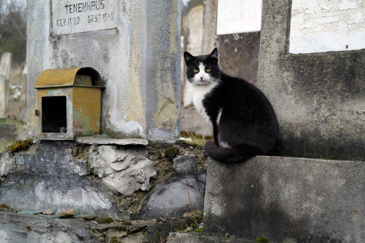 Gura Humorului - Jewish Cemetery