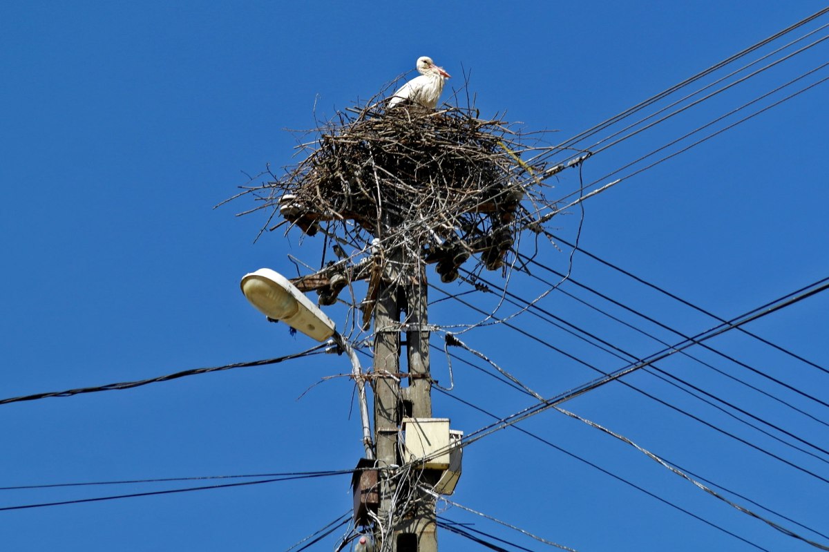 Arbore - stork