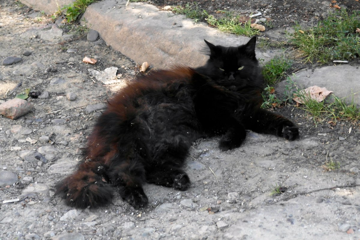 Czernowitz - old Jewish quarter