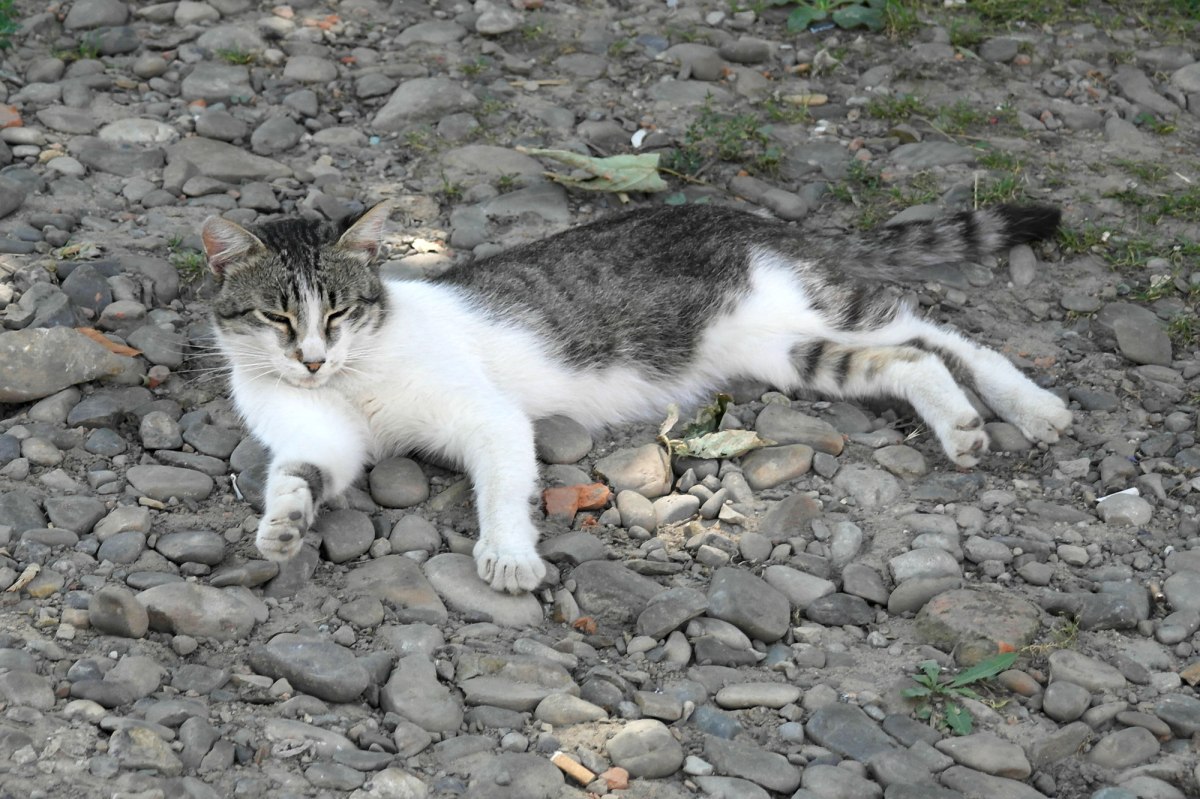 Czernowitz - old Jewish quarter