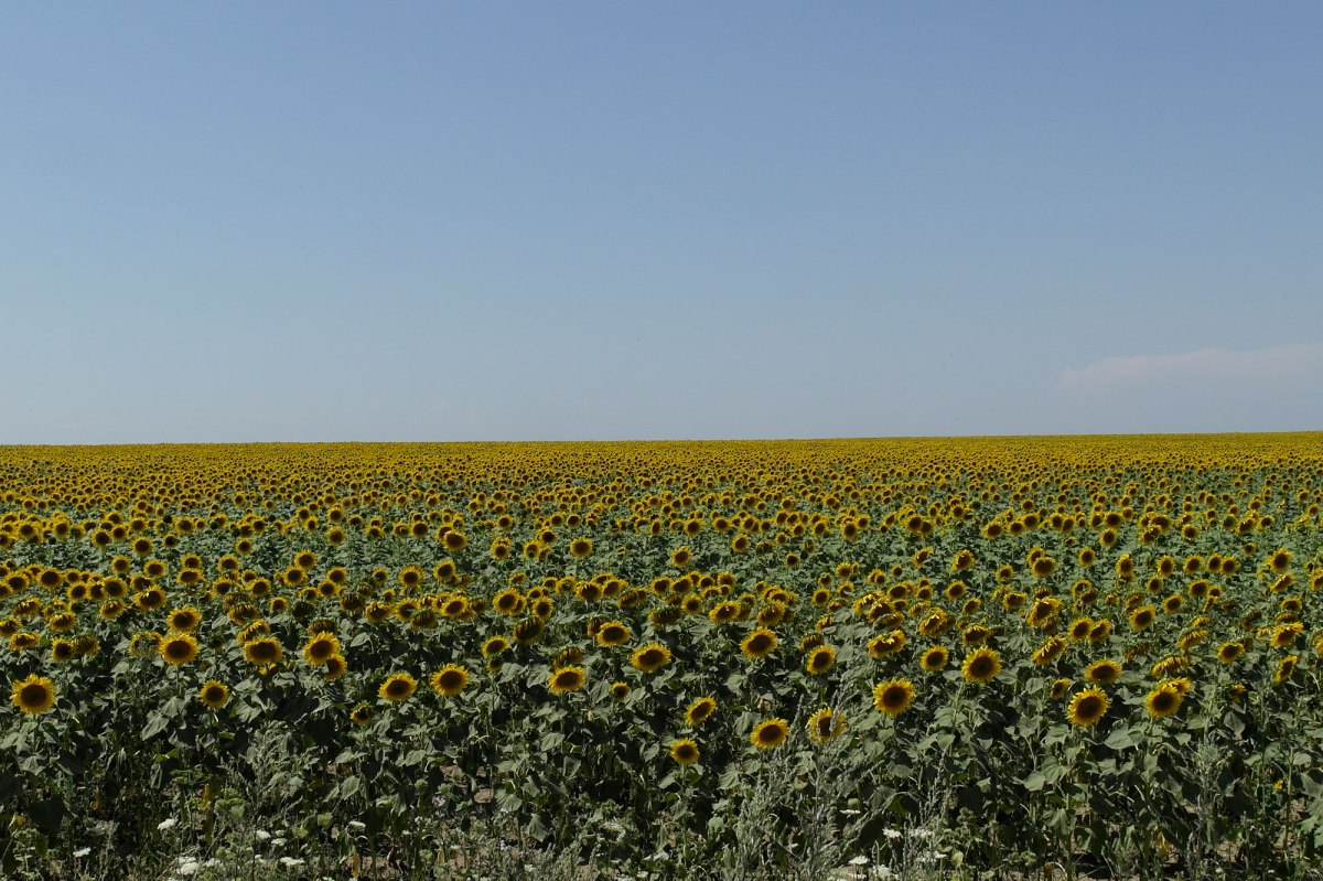 sunflowers