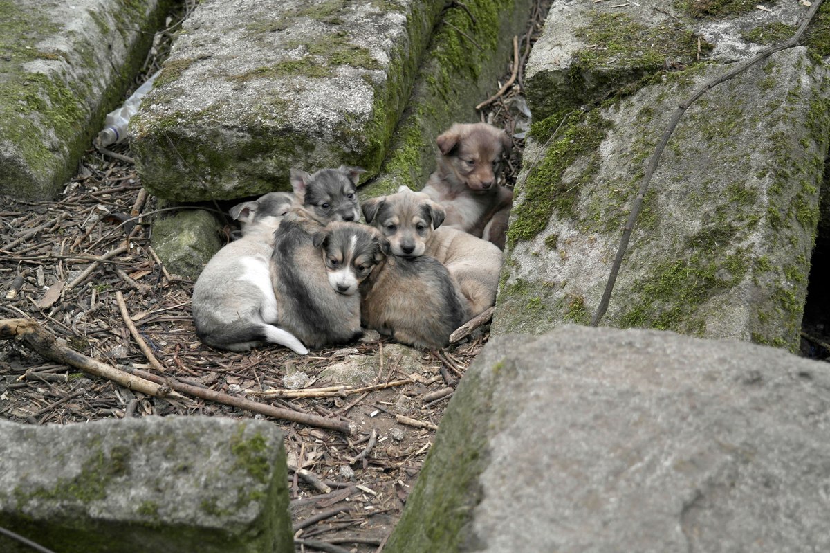 Chişinău - Jewish cemetery