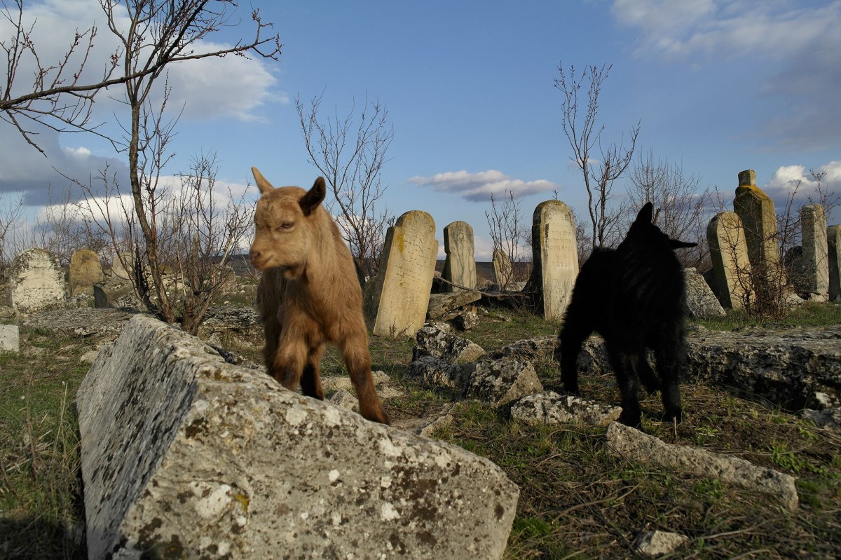 Prodănești - Jewish cemetery