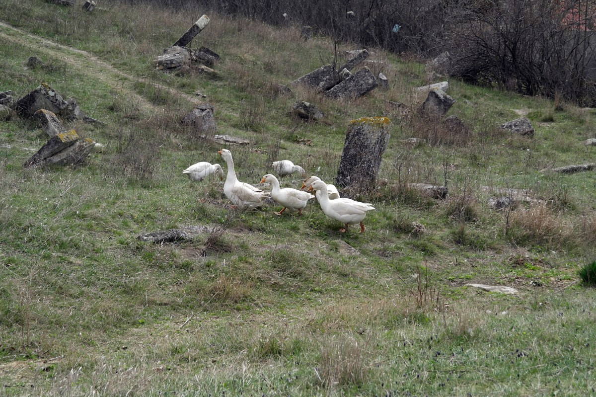 Orhei - Jewish cemetery