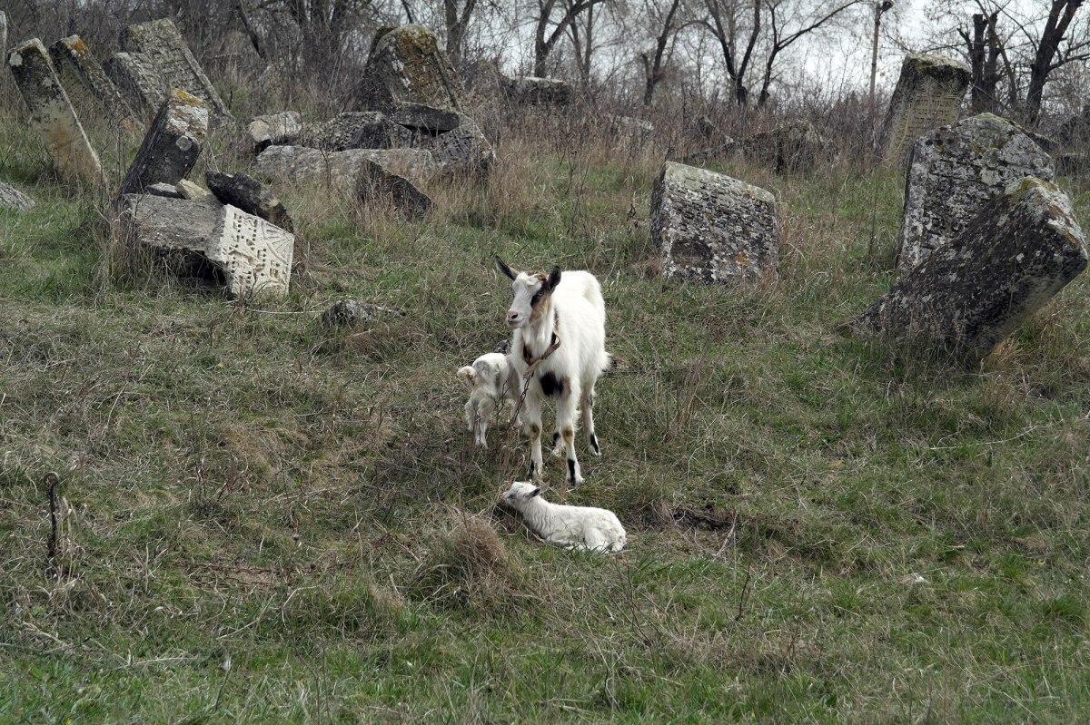 Orhei - Jewish cemetery