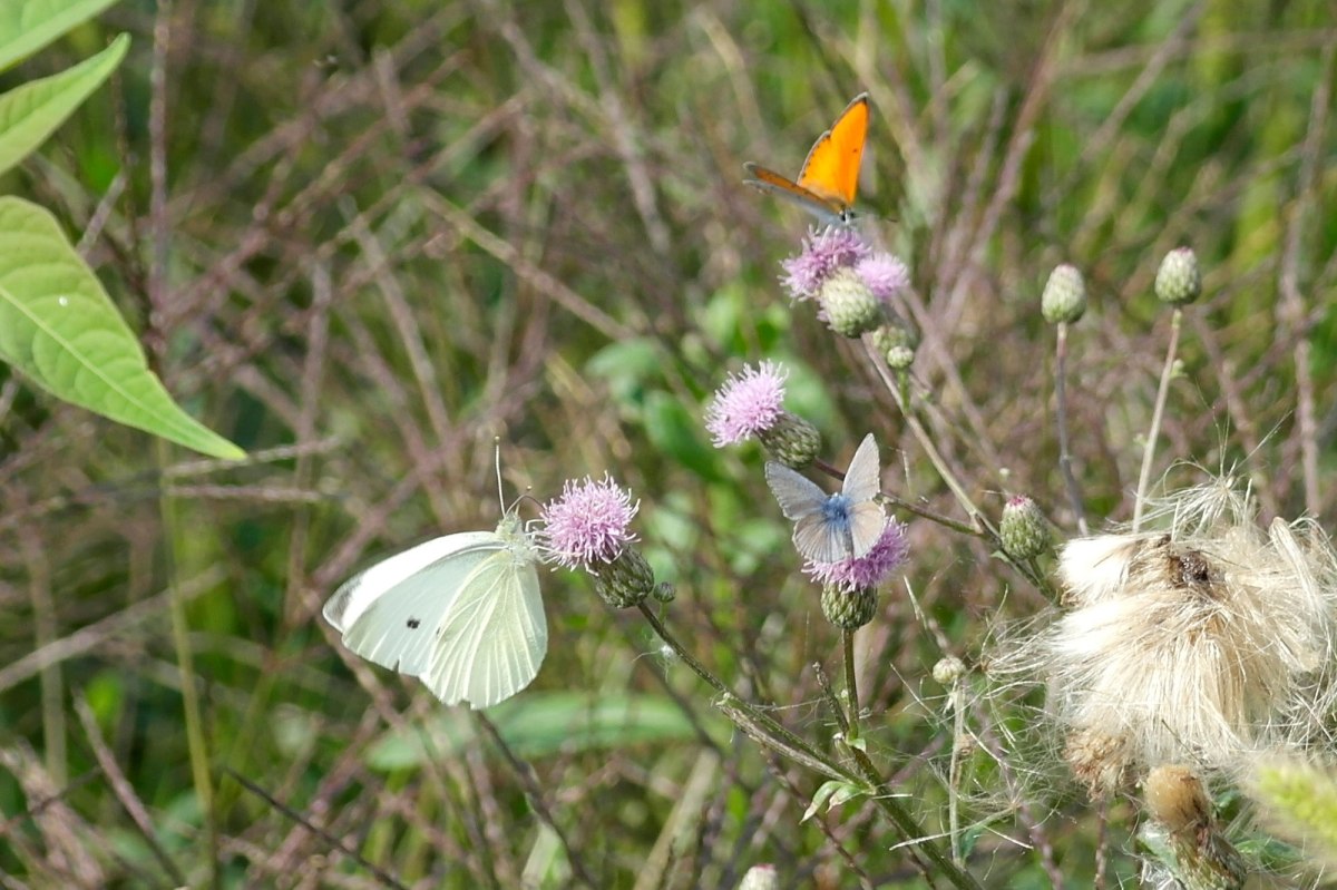 Czernowitz Jewish cemetery