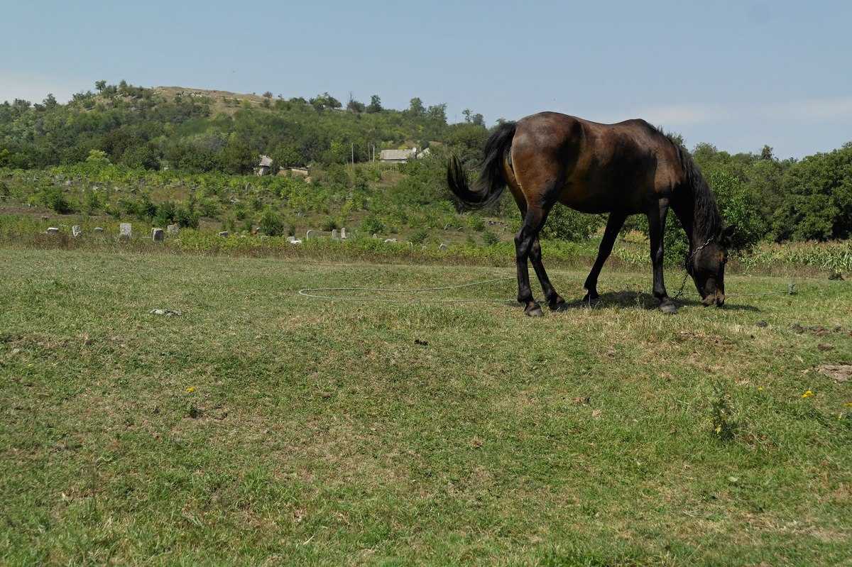 Vadul Raşcov - Jewish cemetery