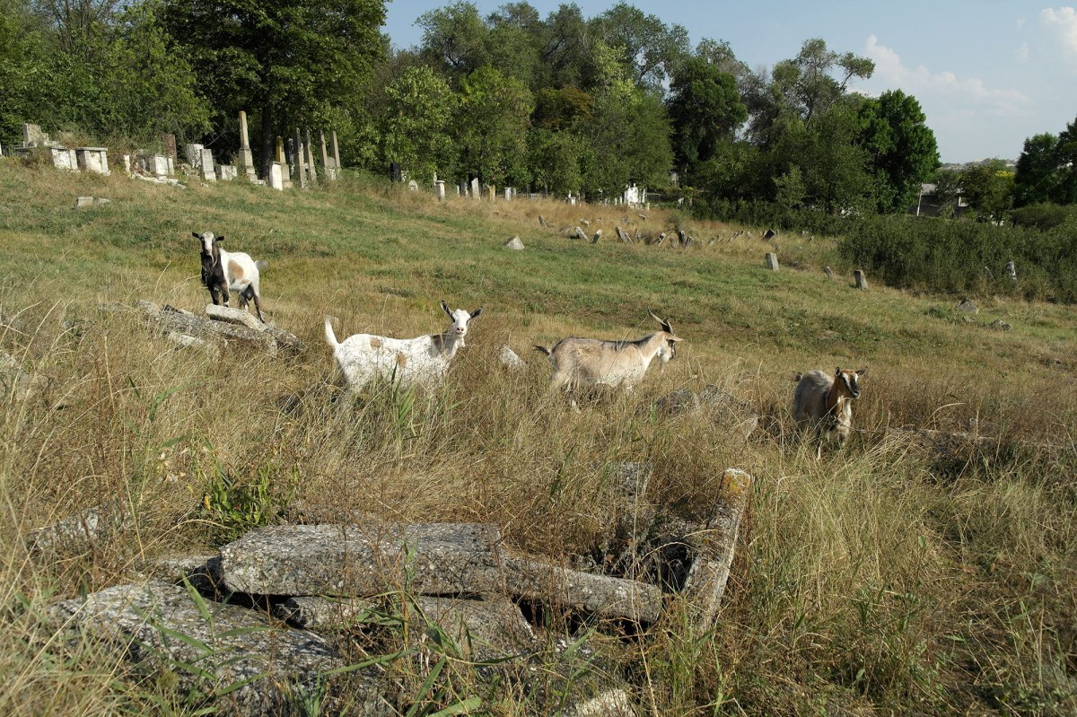Orhei - Jewish cemetery