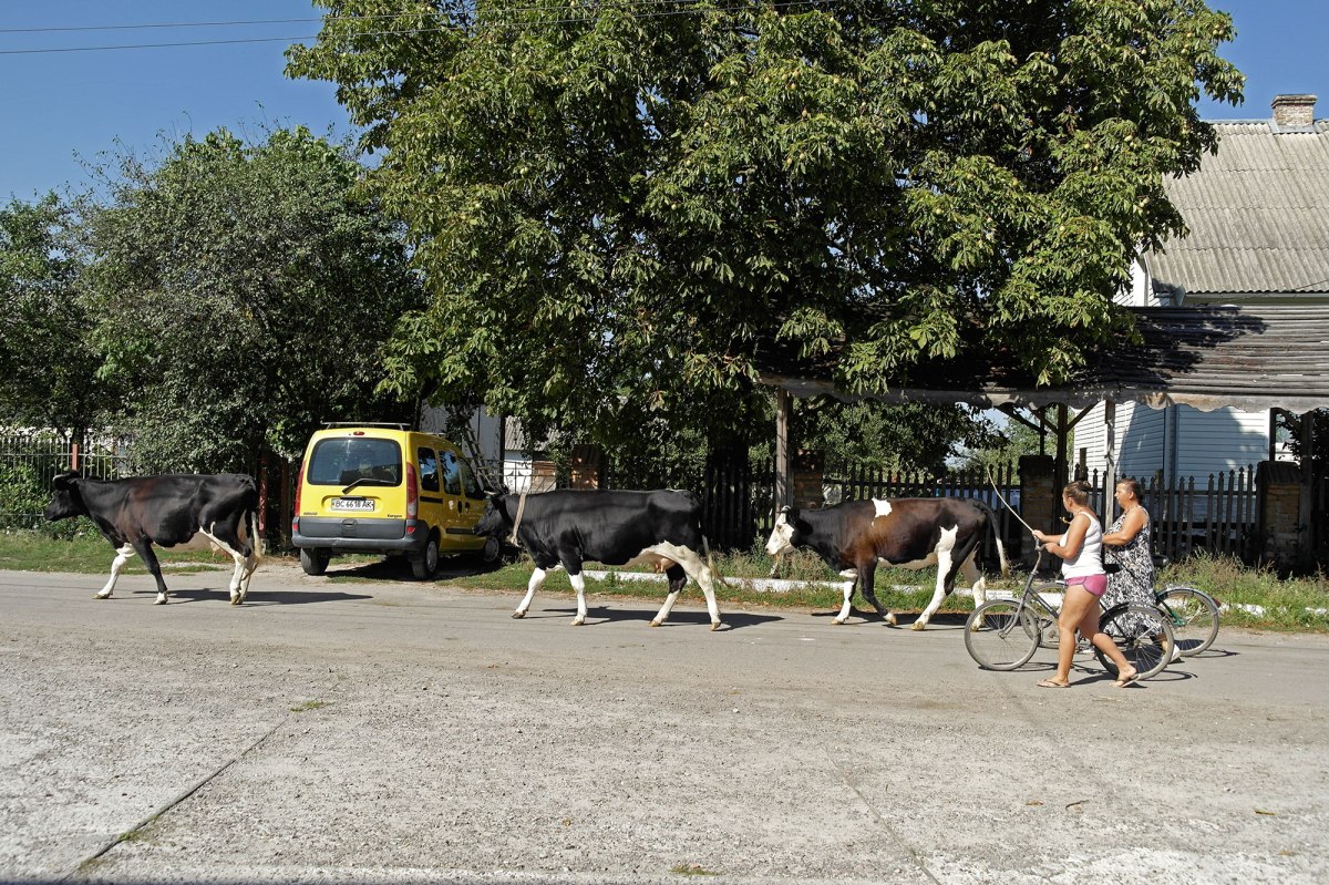 Belz - farmers on the way home