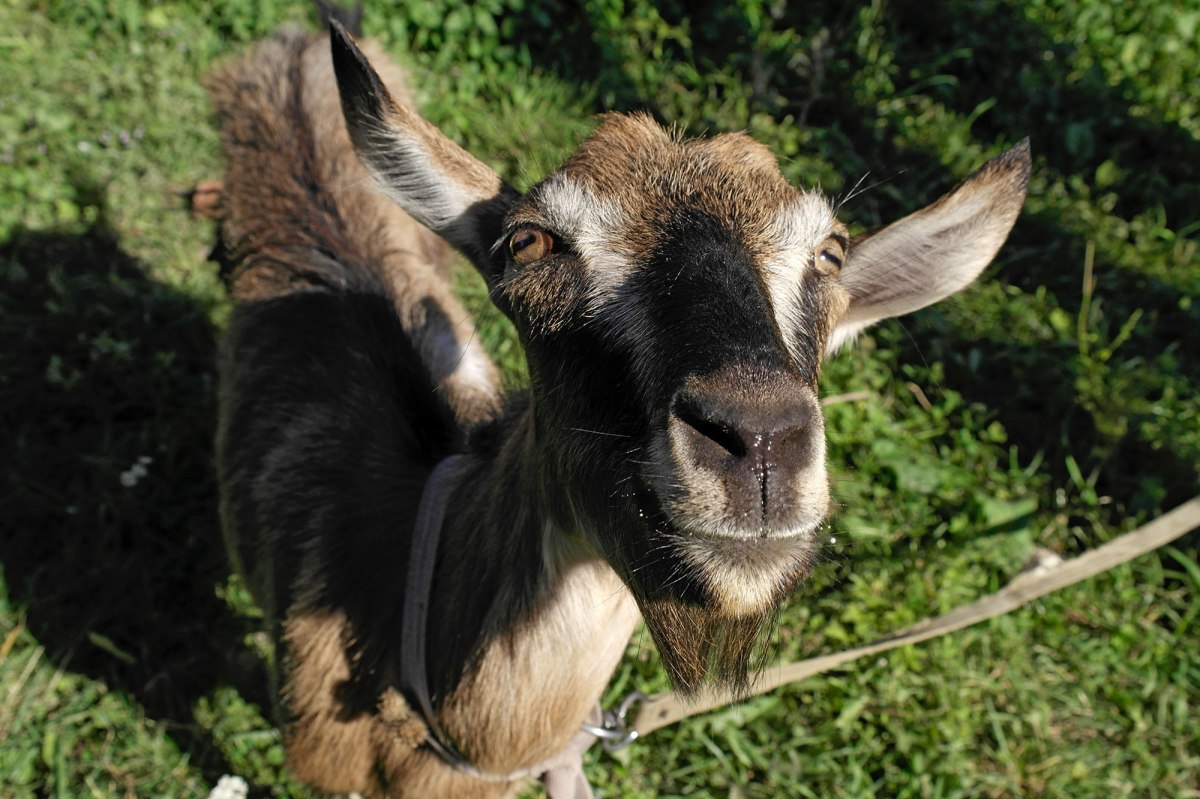A curious goat next to Uhniv's Catholic church