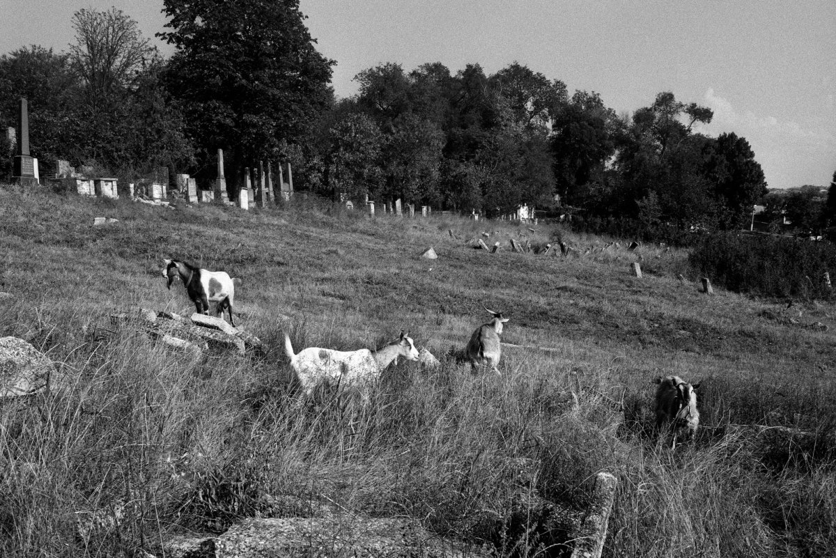 Orhei Jewish cemetery
