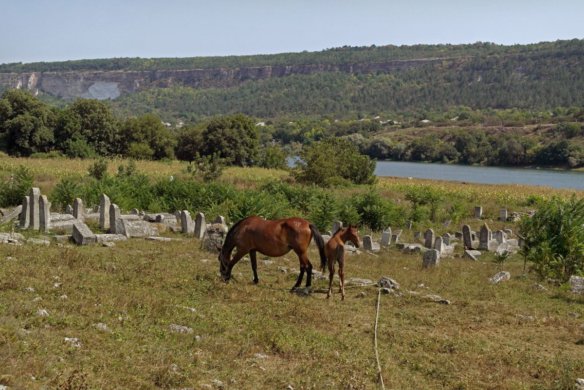 Vadul-Raşcov Jewish cemetery in August 2016