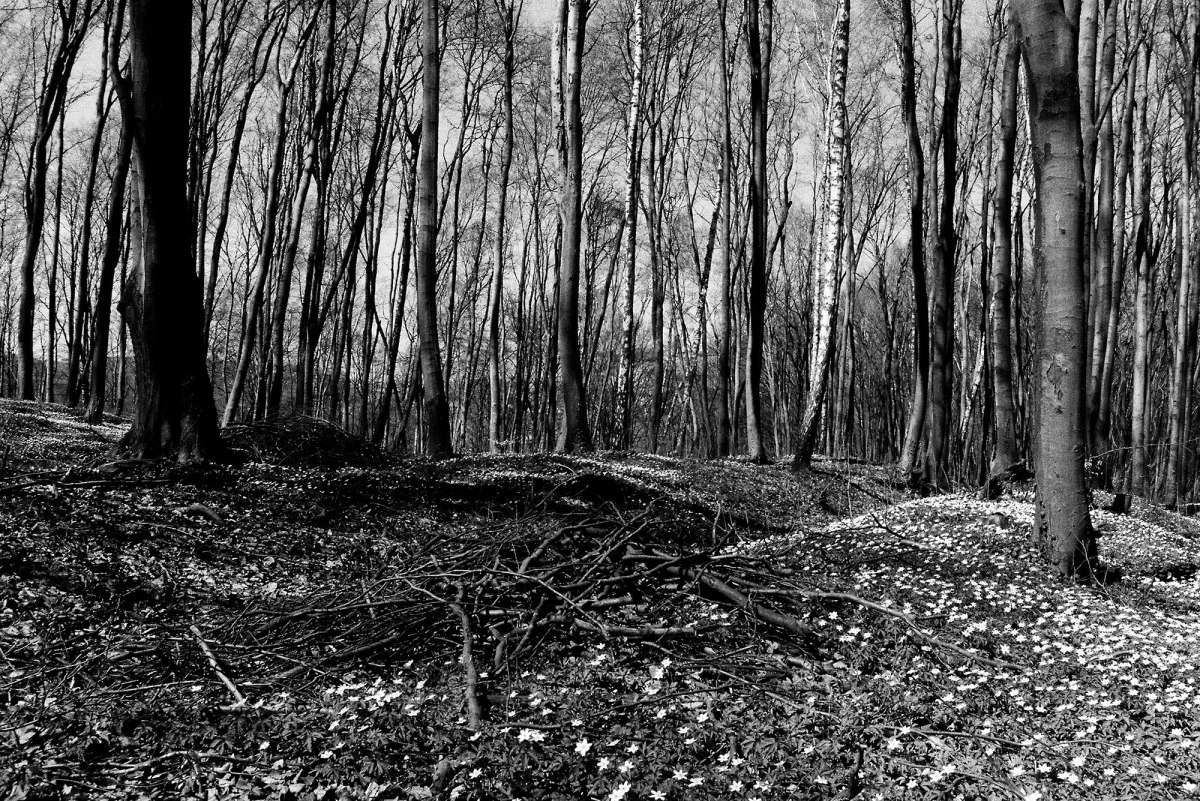 Unmarked mass graves, Lysynychi forest near Lviv (Lwów, Lemberg), Galicia, Ukraine, 2013