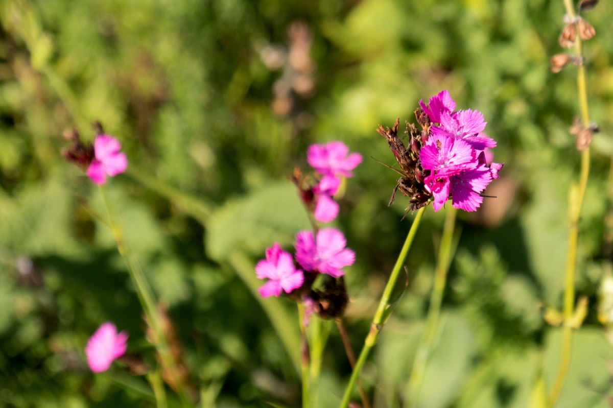 Holohory Jewish cemetery