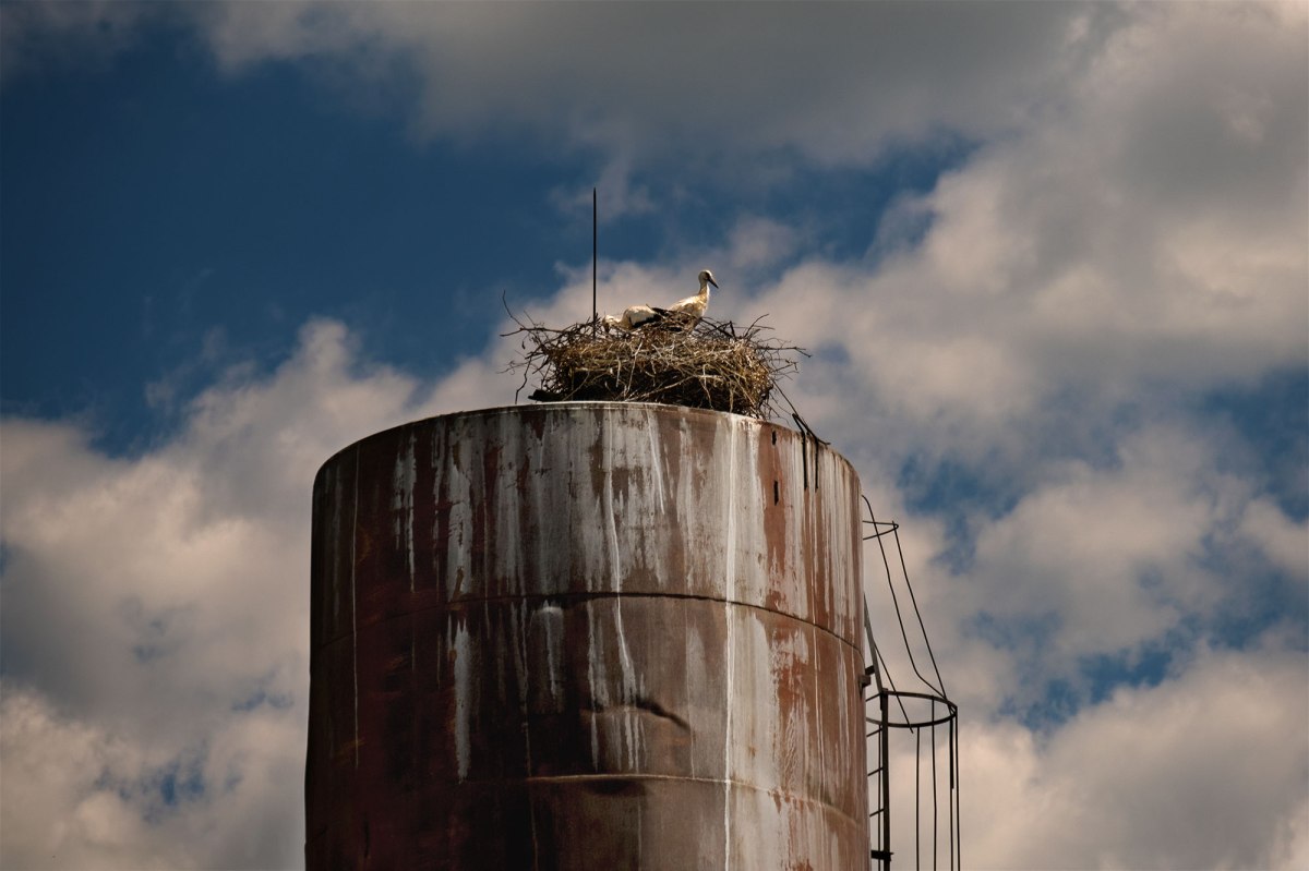 Storks next to the church of Pidhirtsi castle