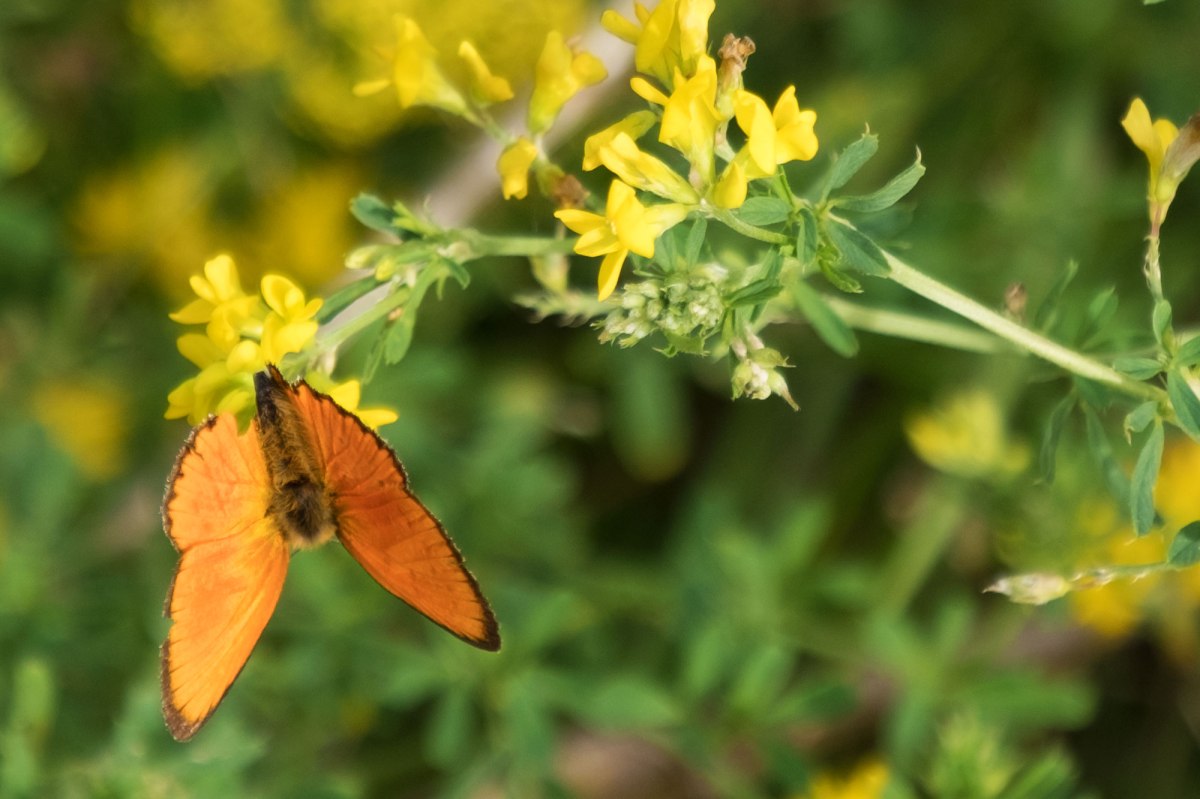 Butterfly at Brody Jewish cemetery