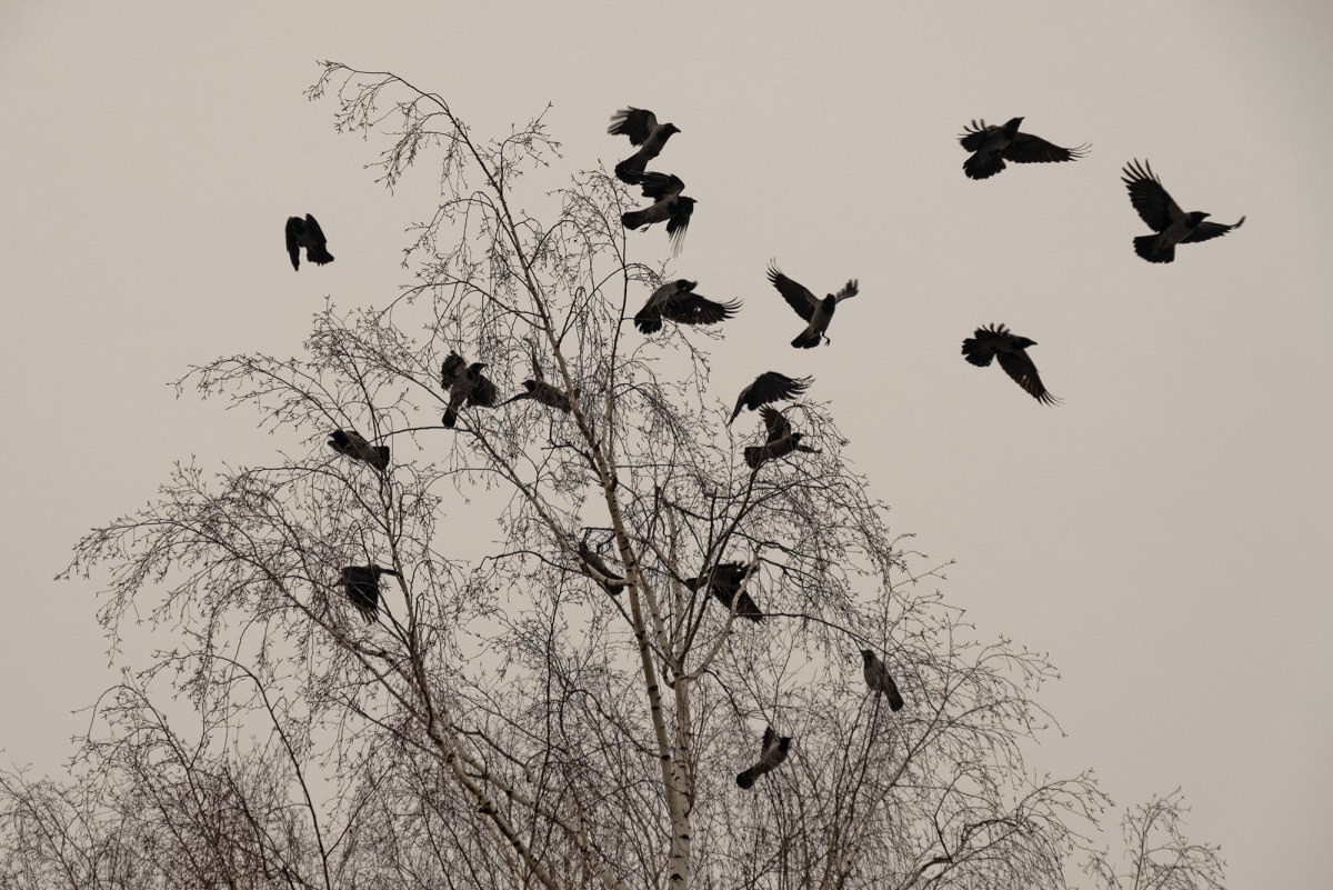 Bródno Jewish cemetery