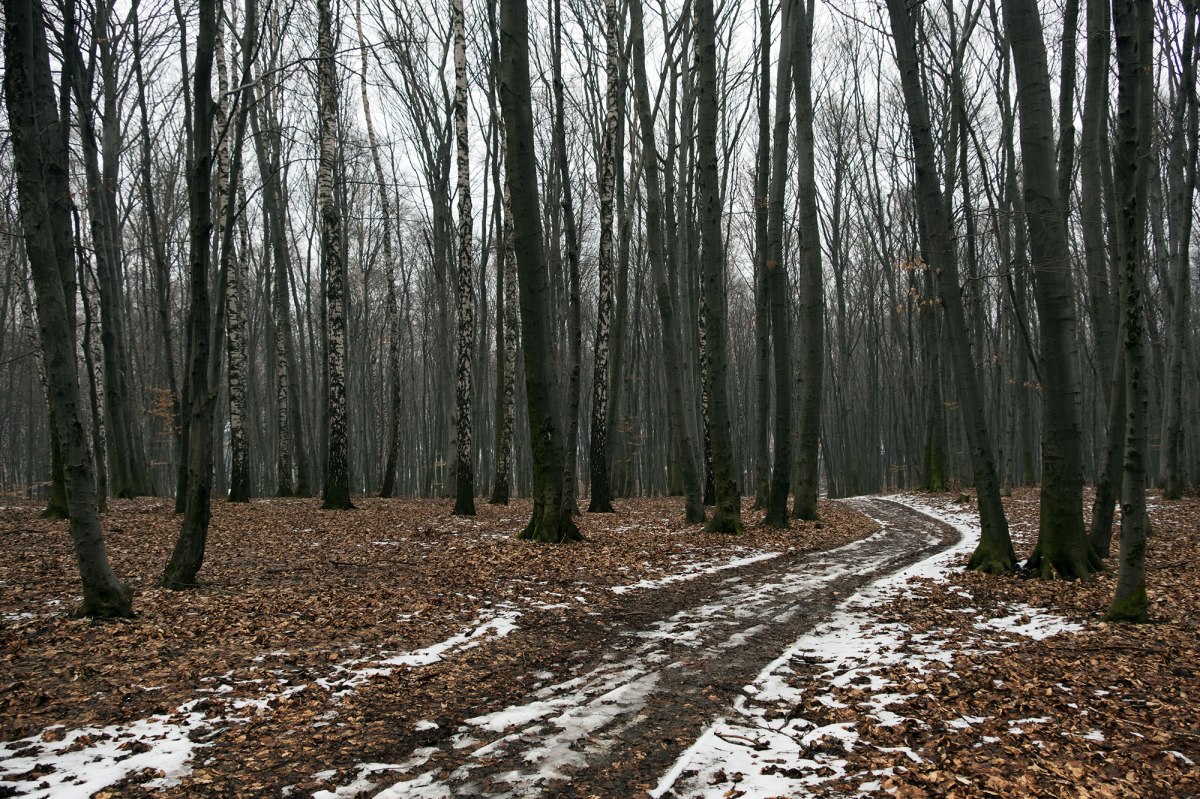 Lysynychi forest
