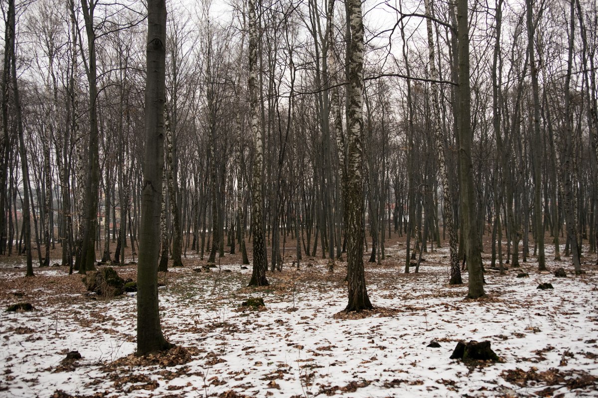 Lysynychi forest