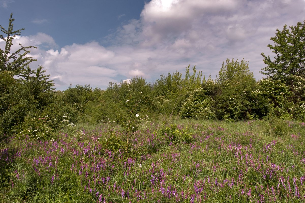 Briceni Jewish cemetery