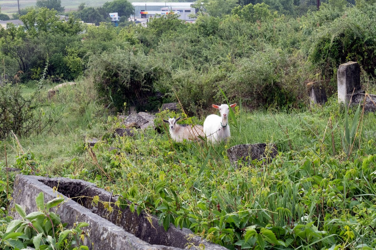 Orhei Jewish cemetery