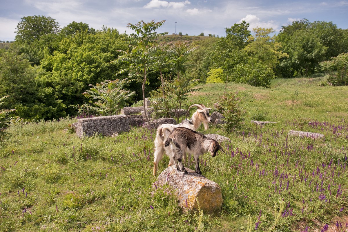 Vadul Raşcov - Jewish cemetery