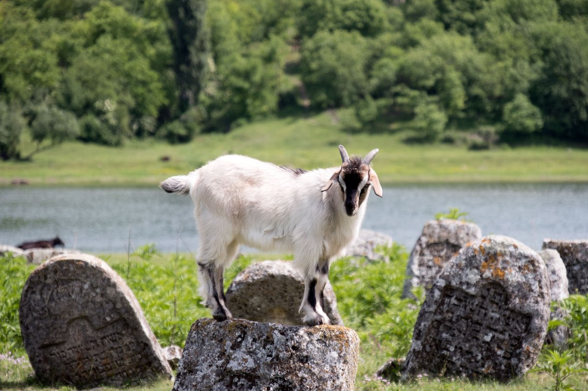 Vadul Raşcov - Jewish cemetery