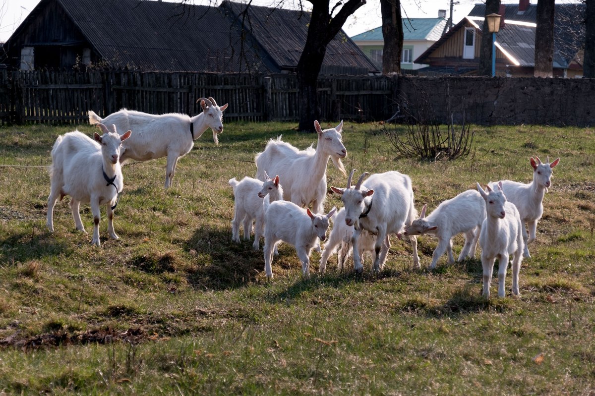 Lyskava - Jewish cemetery