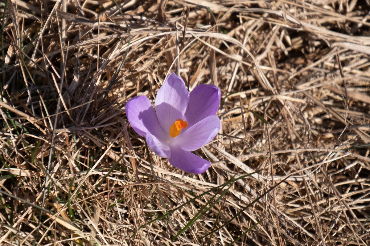 Pechenizhyn Jewish cemetery