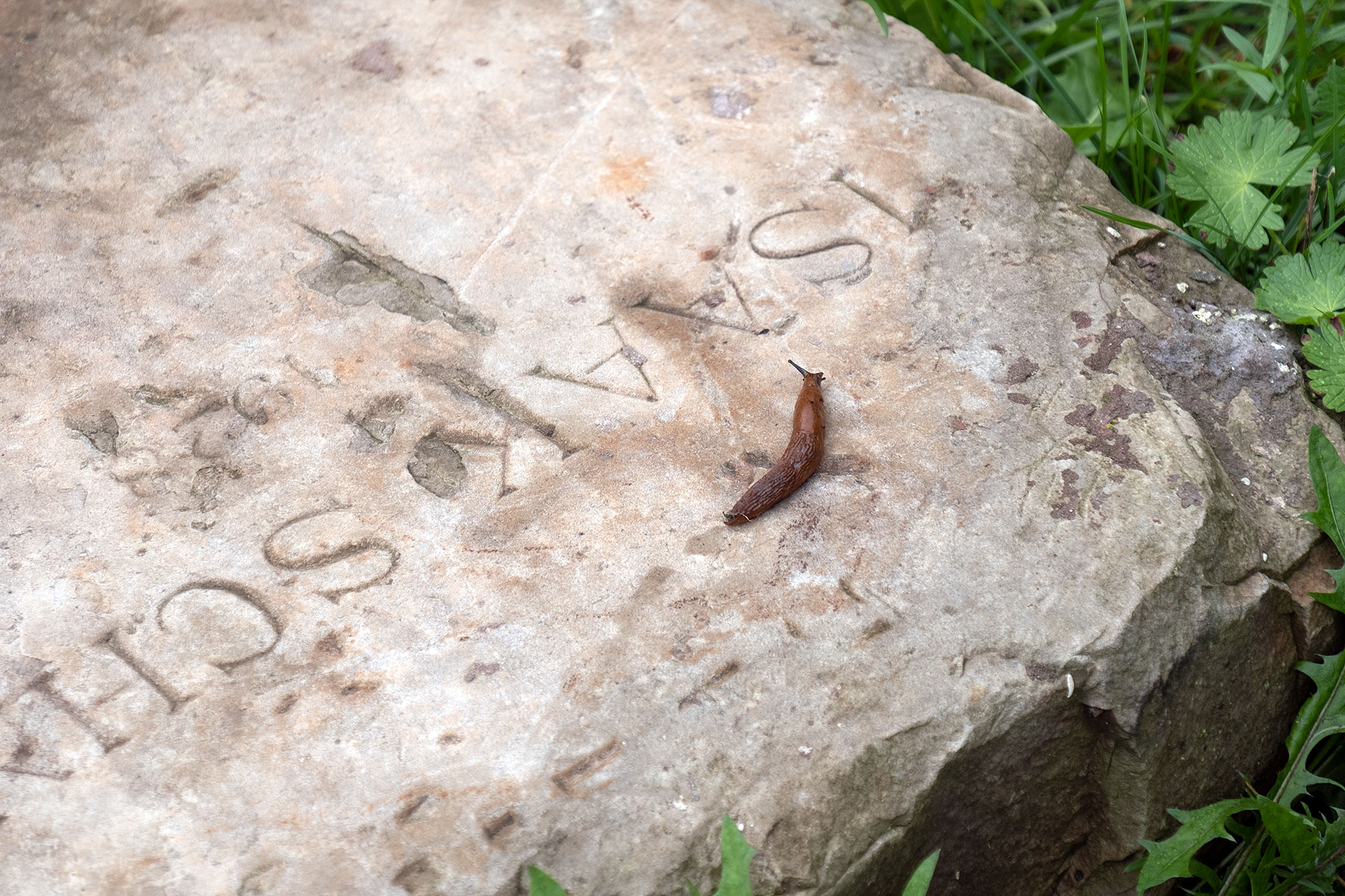 Lviv - Tombstone fragment at the Jewish cemetery