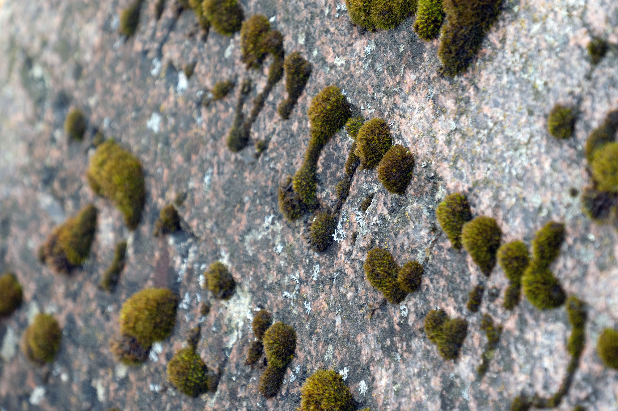 Joniškis - Jewish cemetery